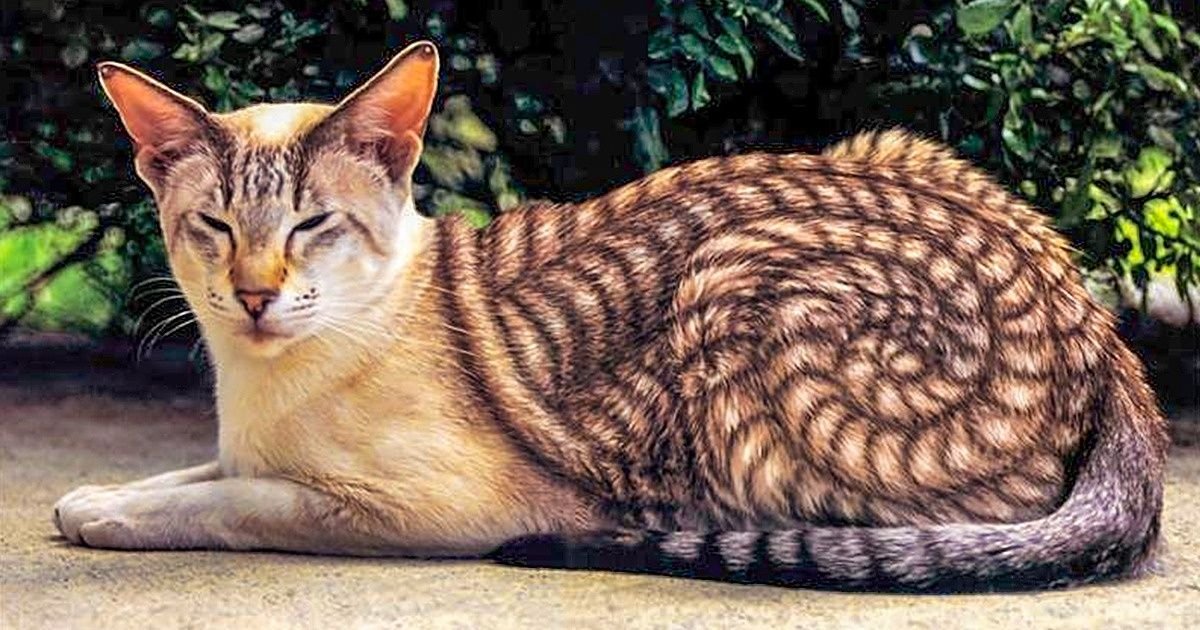 20 Instances Where Nature Played With Colours on Animals