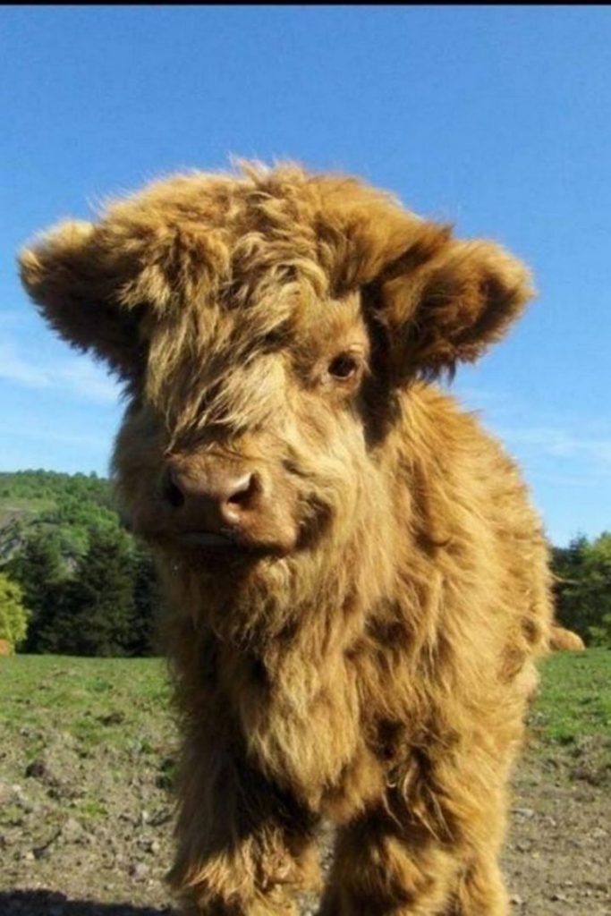 When You Feel Down Or Sad These 20 Fluffy Calf Photos Will Bring A   2 5 683x1024 