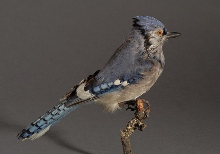 Beauty of The Blue Jay. The Bird With Blue Feathers That Can Mimic ...