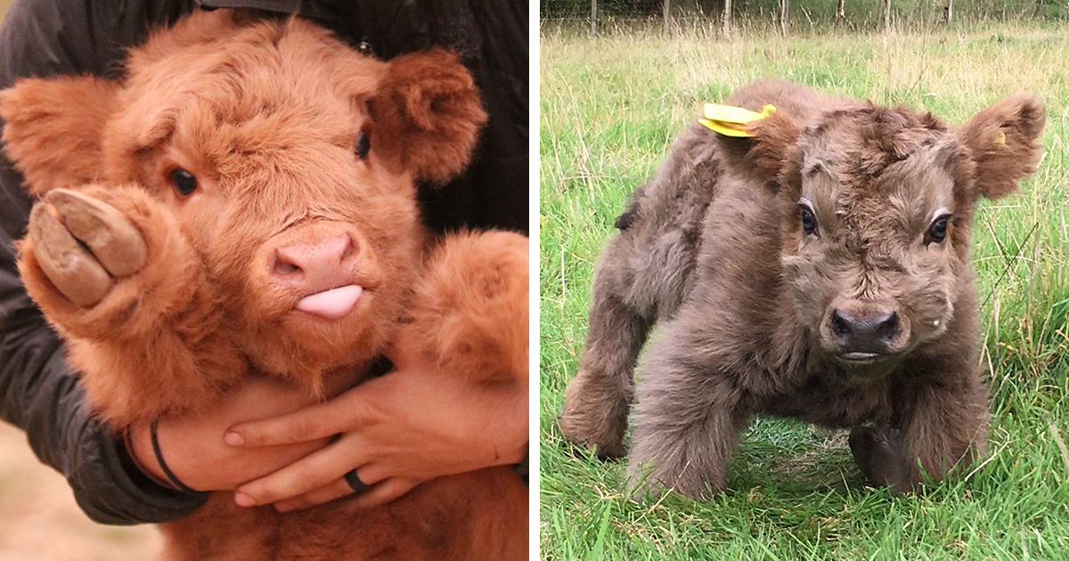 when-you-feel-down-or-sad-these-20-fluffy-calf-photos-will-bring-a