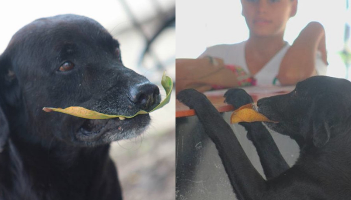 Black, The Mongrel Dog Who Buys Food With Leaves