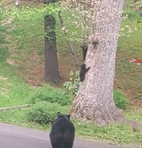 Man Makes Friends with a Bear Over the Years and Then She Brings Her ...