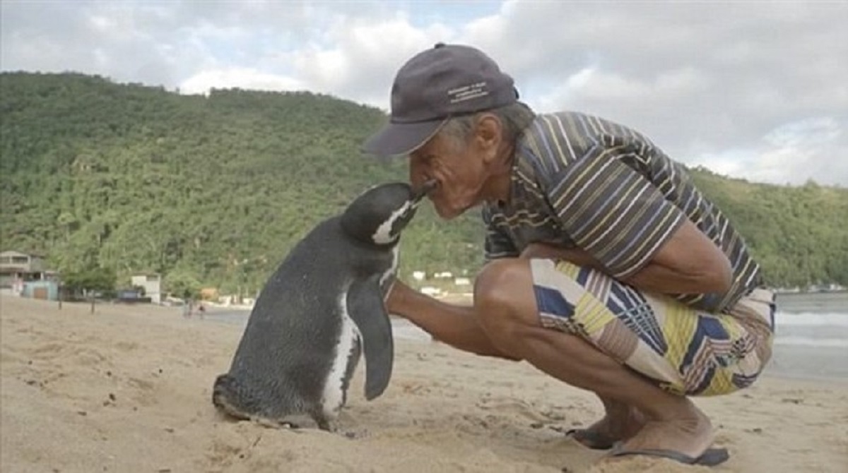 Penguin Swims More Than 8,000 Km Every Year To Meet The Man Who Saved