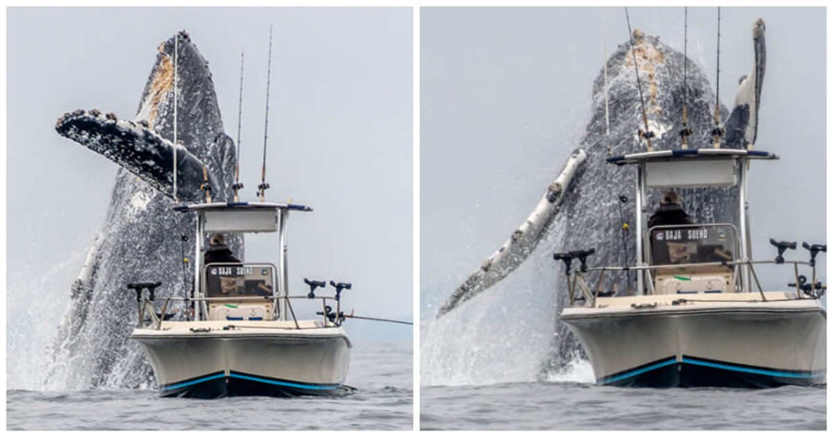 Massive Humpback Whale Leaping Out Of The Water Next To A Fishing Boat ...