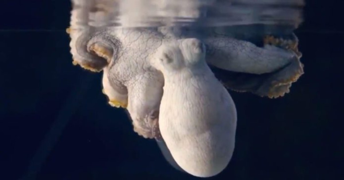 Amazing Footage Shows a Sleeping Octopus Changing Color While It’s Dreaming