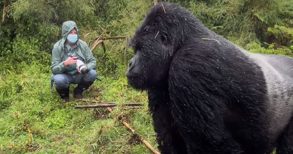 Tense Video Captures the Moment a Silverback Gorilla Pounds His Chest in Front of Wildlife