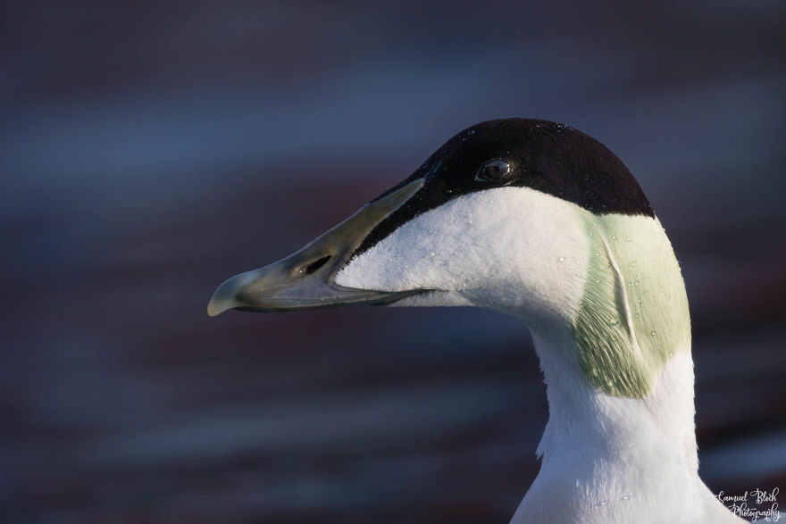 Common Eider Portrait