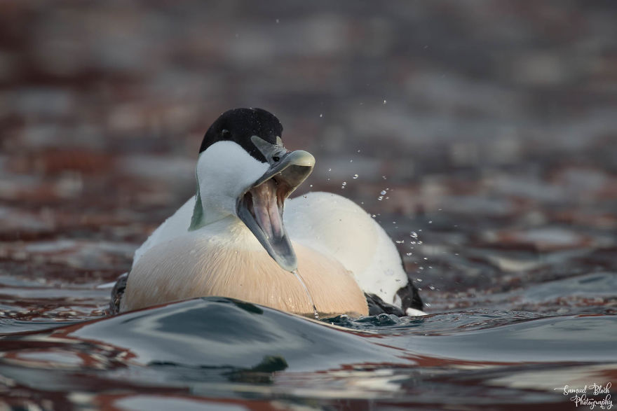 Eider Laughter