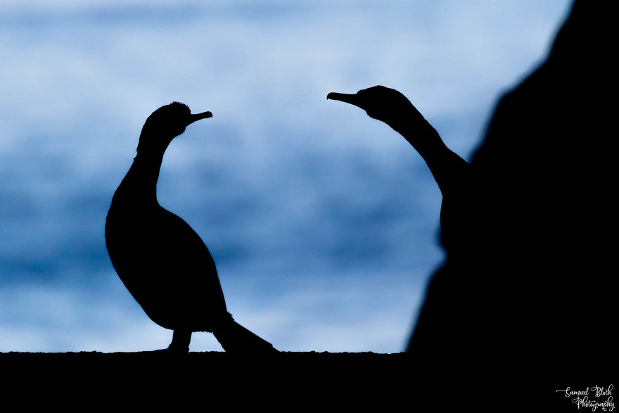 A Pair Of Shags Played Hide And Seek With Me On The Pier