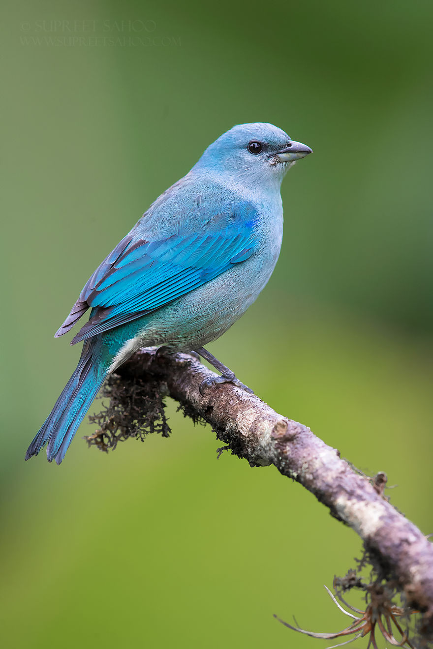 Azure-Shouldered Tanager