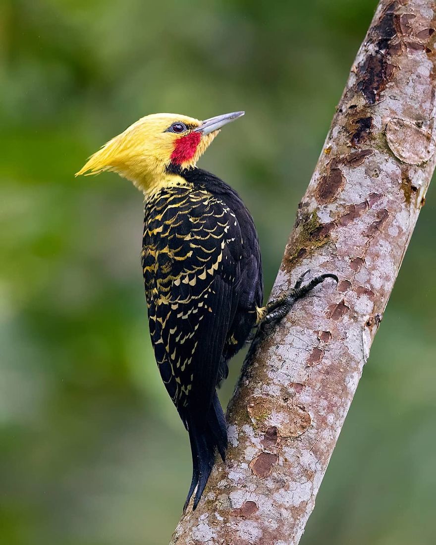 Blonde-Crested Woodpecker