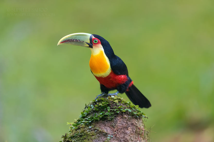 Green-Billed Toucan