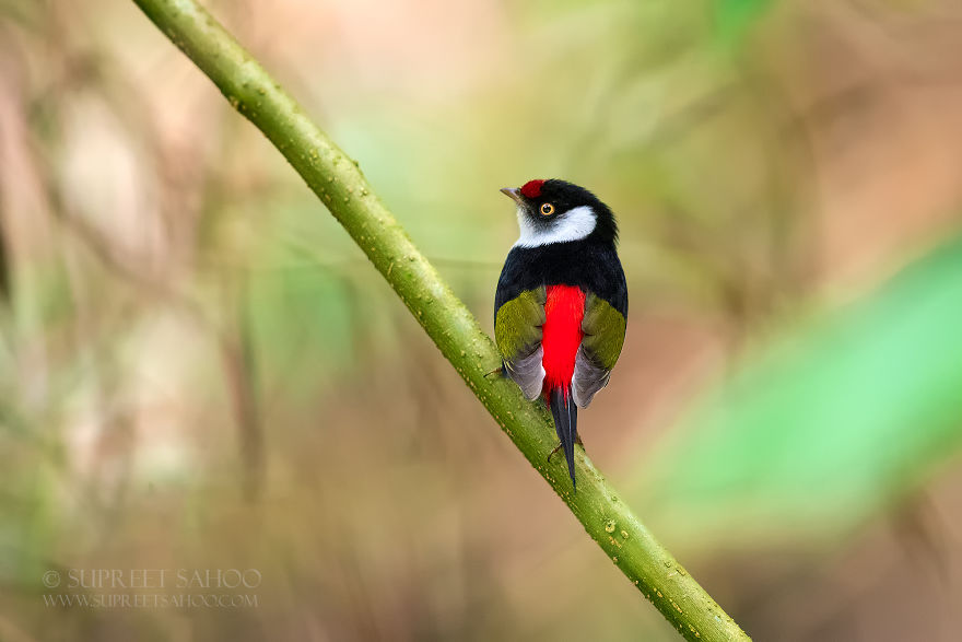 Pin-Tailed Manakin