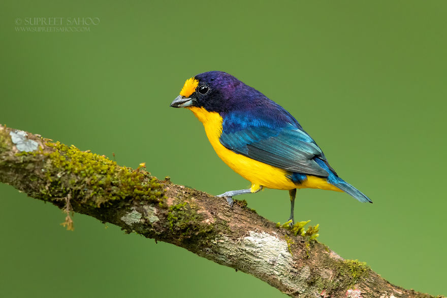Violaceous Euphonia