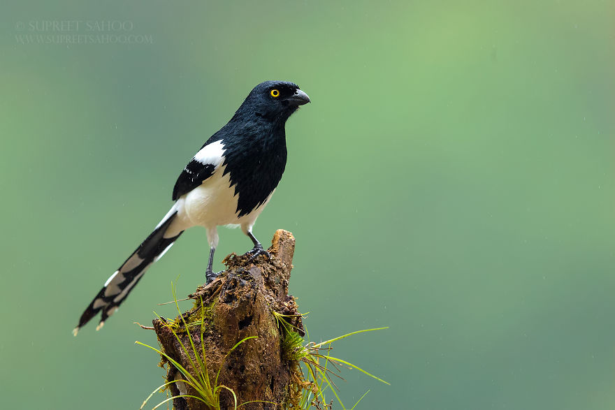 Magpie Tanager