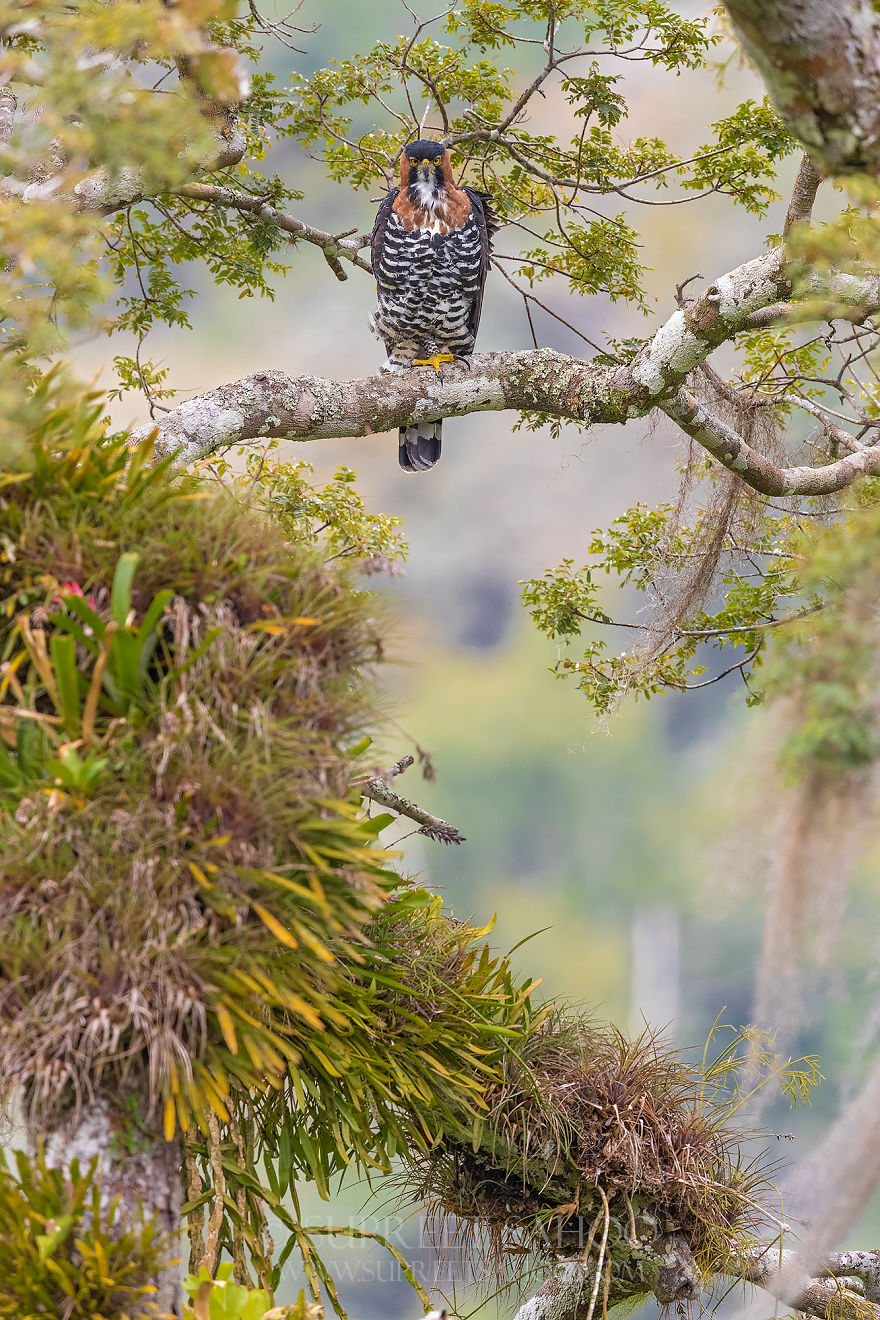 Ornate Hawk Eagle