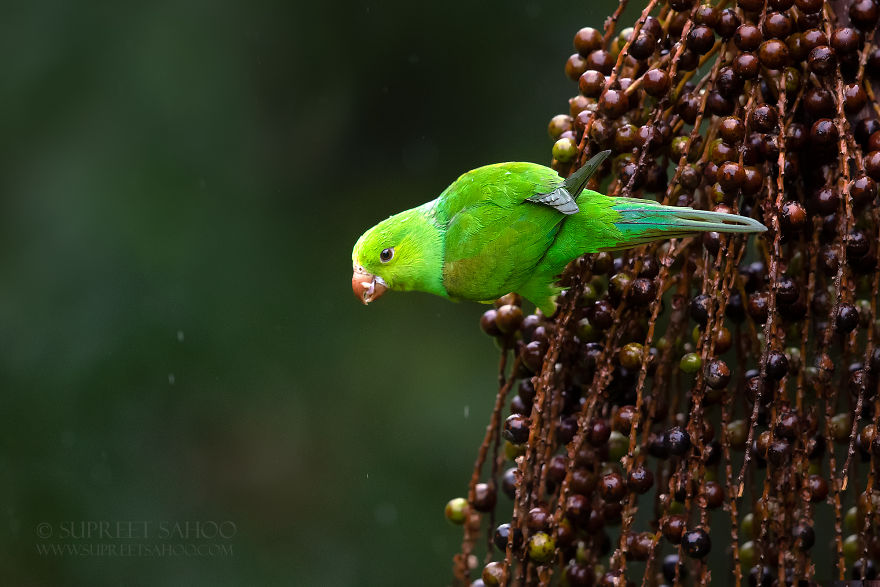 Plain Parakeet