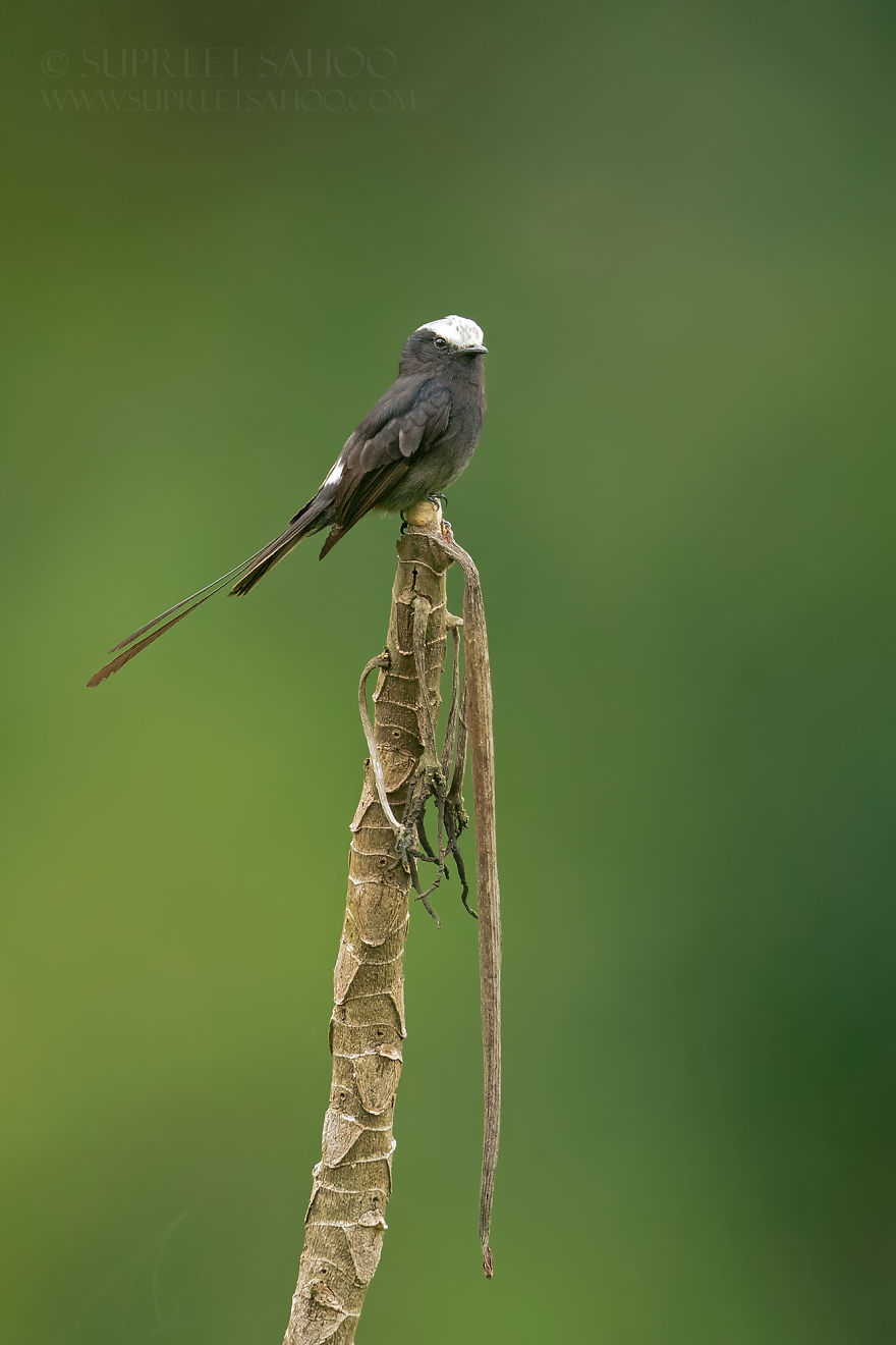 Long-Tailed Tyrant