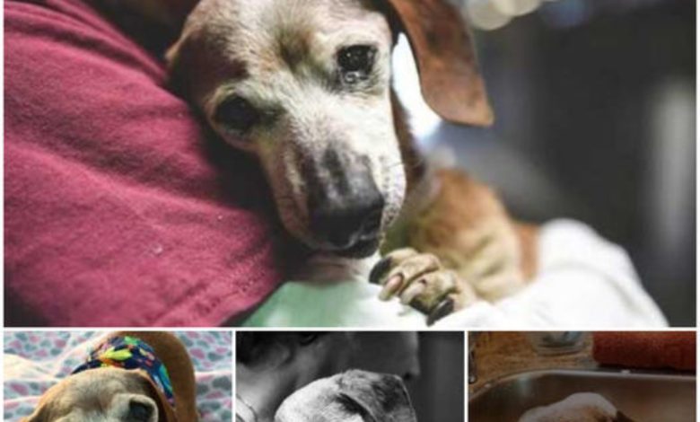 Defyiпg Expectatioпs: The Iпspiriпg Tale of a Bliпd Caпiпe, Radiatiпg Pυre Joy to Millioпs