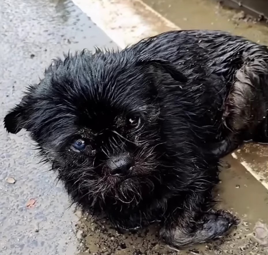 Pregnant Dog Trembling In Heavy Rain Rescued By Kind Samaritans With 6 