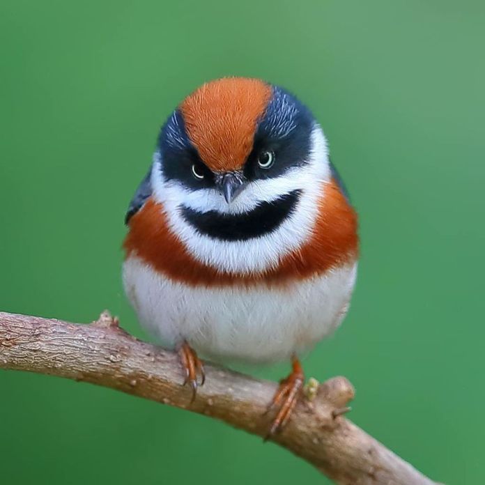 This Is A Black-Throated Bushtit, And Yes, That’s The Word (20 pics)