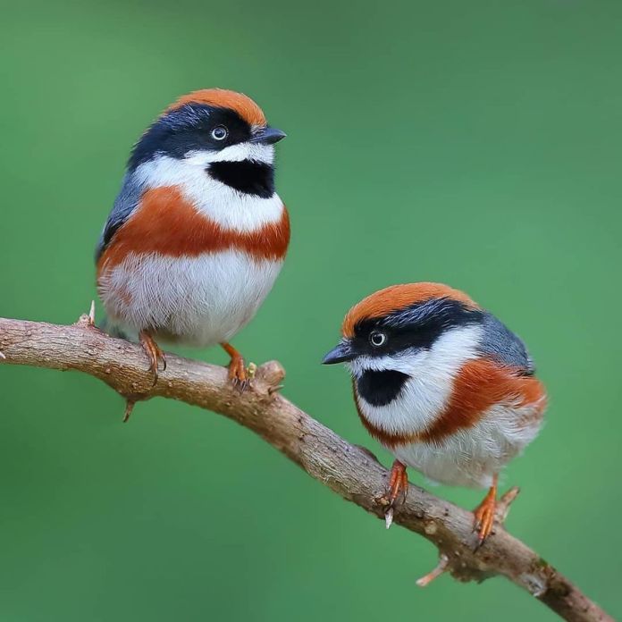 This Is A Black-Throated Bushtit, And Yes, That’s The Word (20 pics)