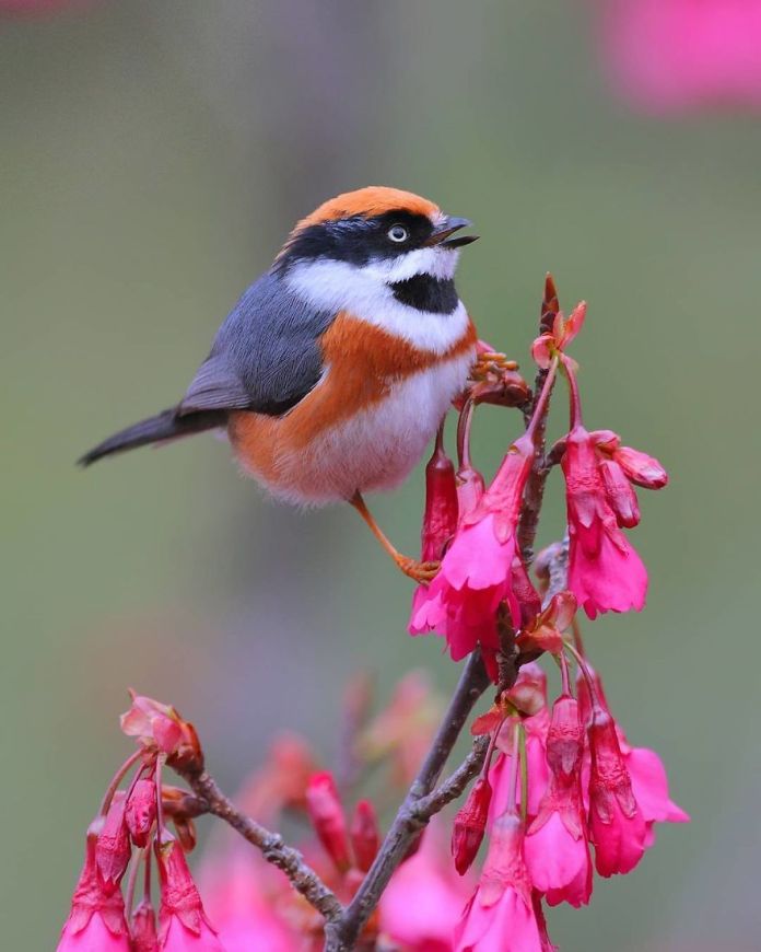This Is A Black-Throated Bushtit, And Yes, That’s The Word (20 pics)