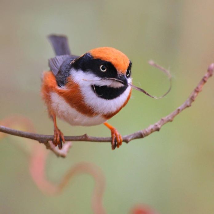 This Is A Black-Throated Bushtit, And Yes, That’s The Word (20 pics)