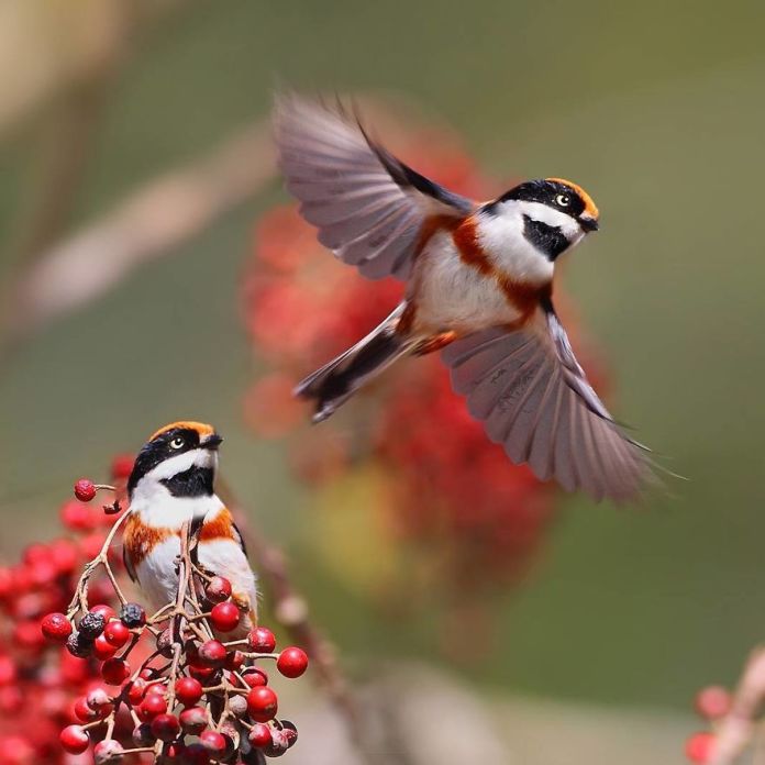 This Is A Black-Throated Bushtit, And Yes, That’s The Word (20 pics)
