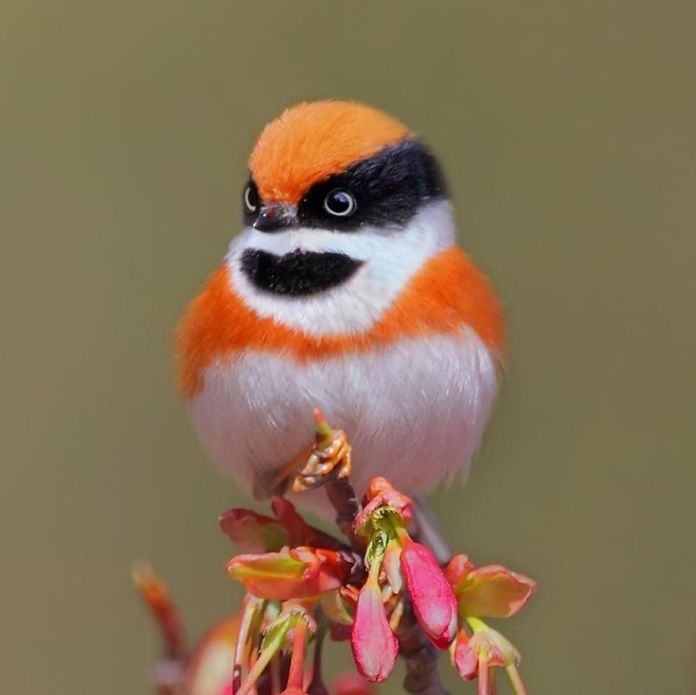This Is A Black-Throated Bushtit, And Yes, That’s The Word (20 pics)