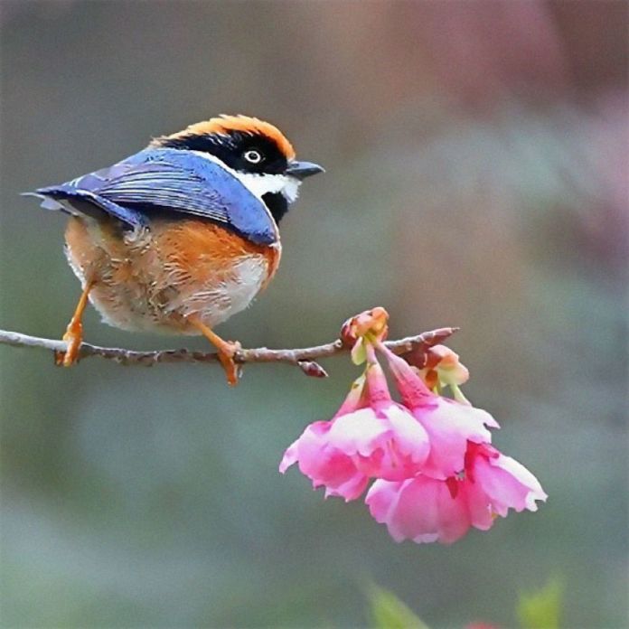 This Is A Black-Throated Bushtit, And Yes, That’s The Word (20 pics)