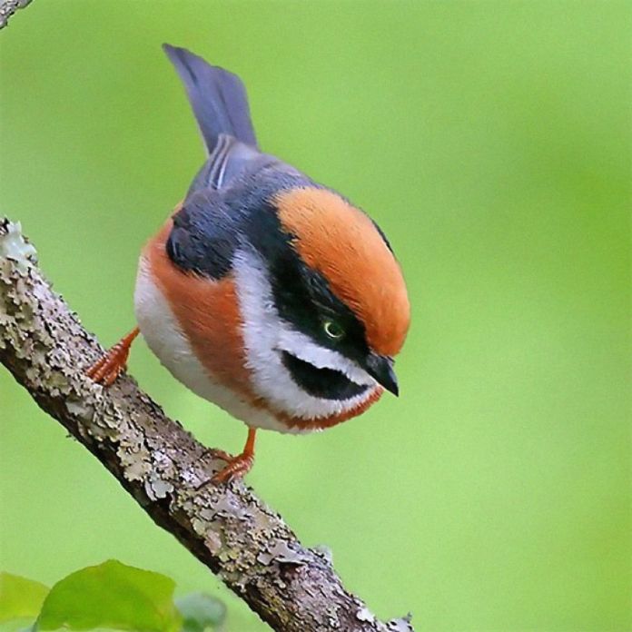 This Is A Black-Throated Bushtit, And Yes, That’s The Word (20 pics)