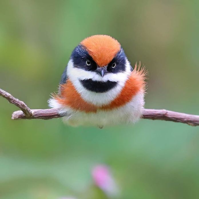 This Is A Black-Throated Bushtit, And Yes, That’s The Word (20 pics)