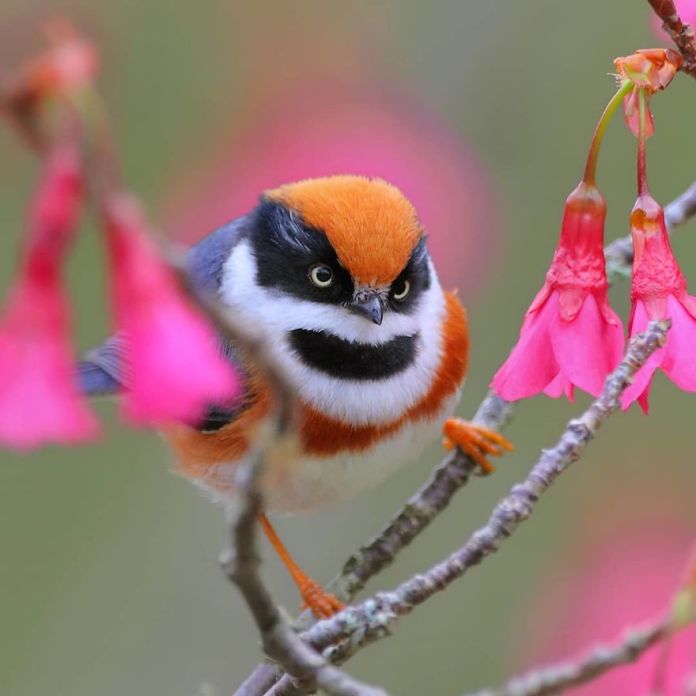 This Is A Black-Throated Bushtit, And Yes, That’s The Word (20 pics)