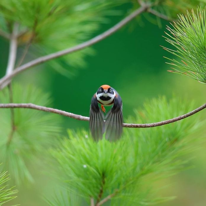 This Is A Black-Throated Bushtit, And Yes, That’s The Word (20 pics)