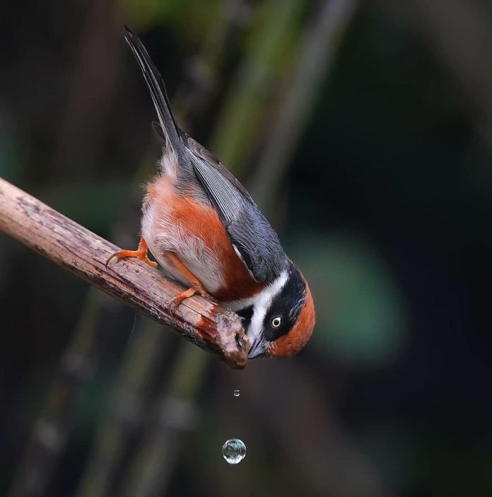 This Is A Black-Throated Bushtit, And Yes, That’s The Word (20 pics)