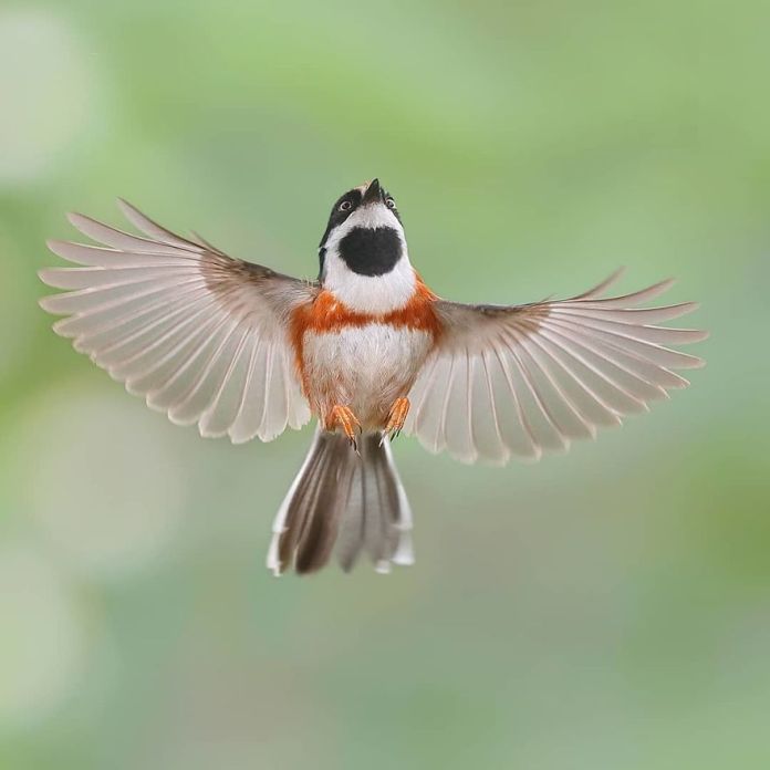 This Is A Black-Throated Bushtit, And Yes, That’s The Word (20 pics)