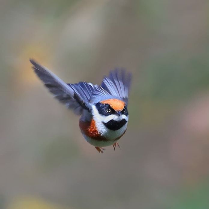 This Is A Black-Throated Bushtit, And Yes, That’s The Word (20 pics)
