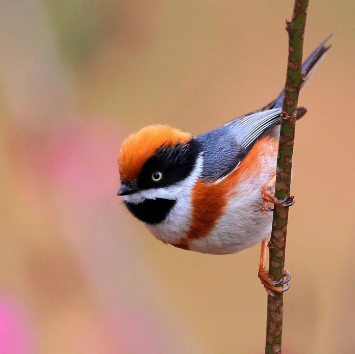 This Is A Black-Throated Bushtit, And Yes, That’s The Word (20 pics)