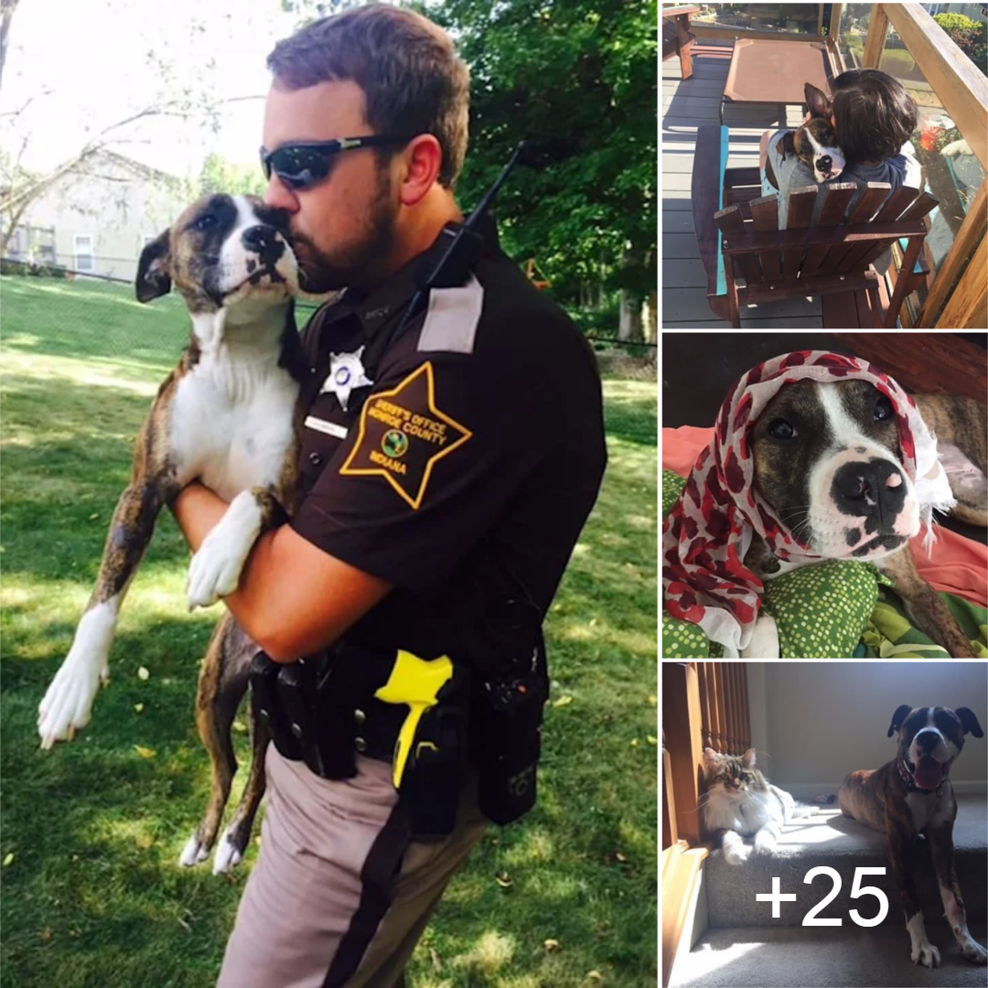 Rescued by a Sheriff: Abandoned Dog Finds New Family and Home with ...