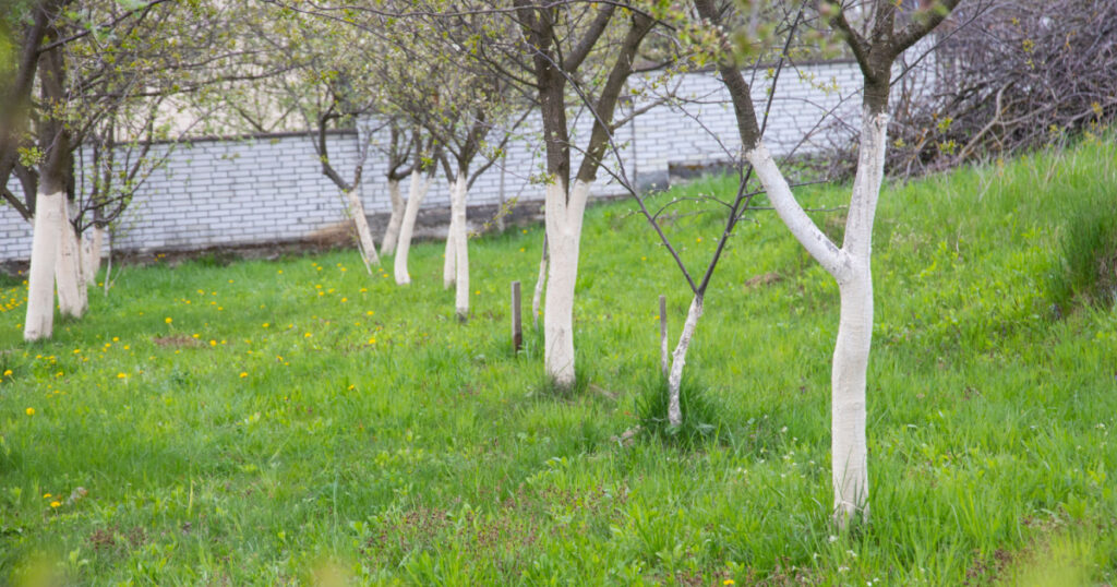 Why Are Some Trees Painted White?