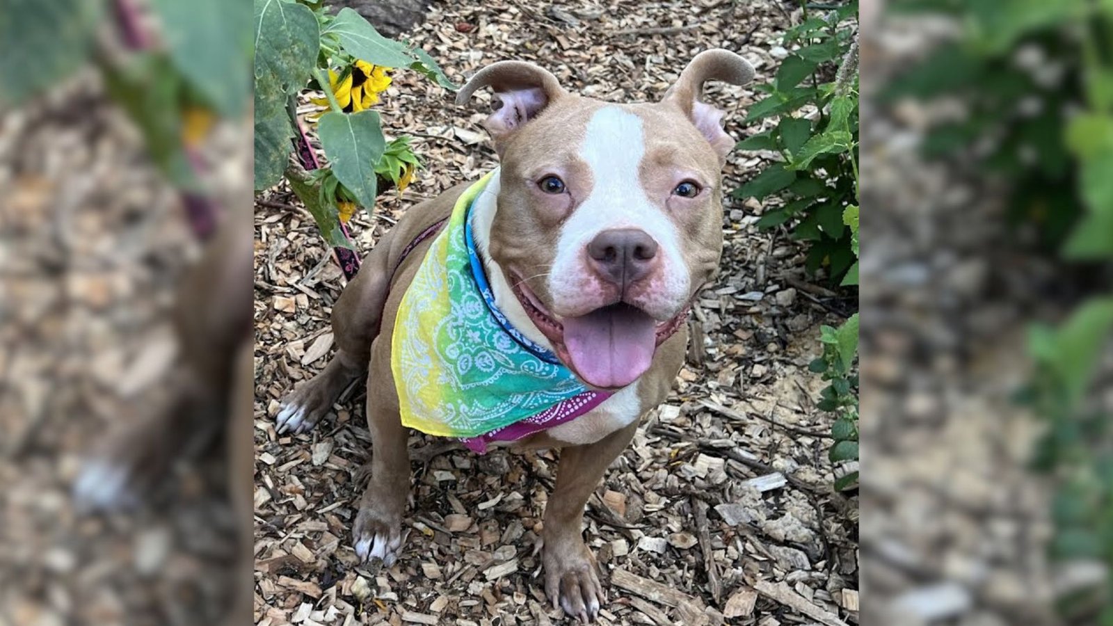 Heartbroken woman finds abandoned dog tied to fence with only blanket ...