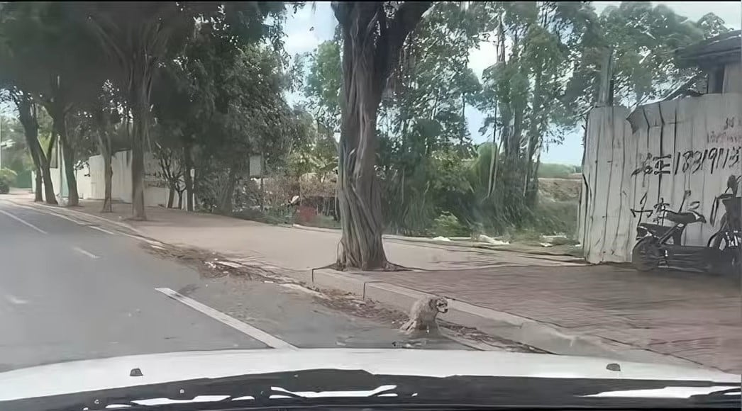 stray disabled dog on the street
