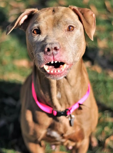 Zipper at the Shelter