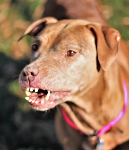 Zipper's Charming Smile