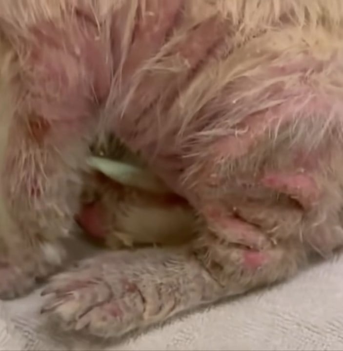 puppy receiving care