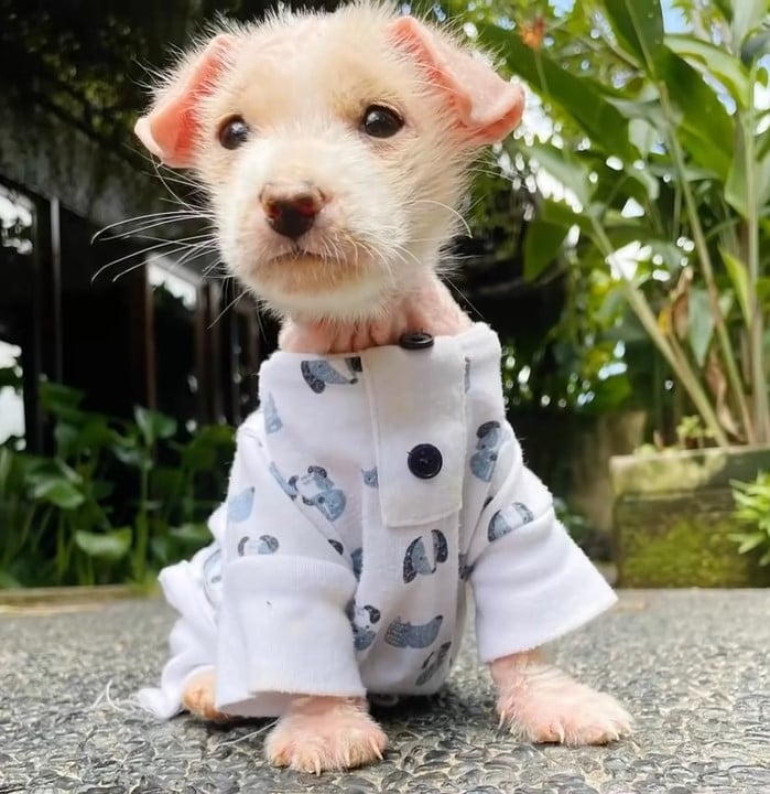 puppy in cozy clothes