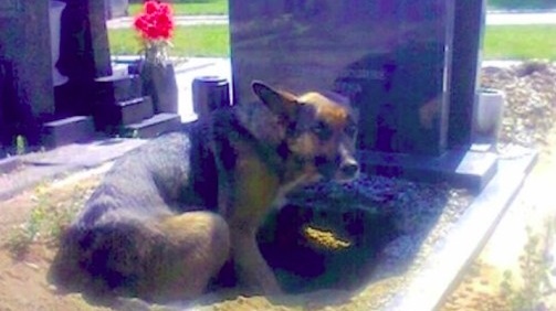 Dog Digs Massive Hole Beneath Grave