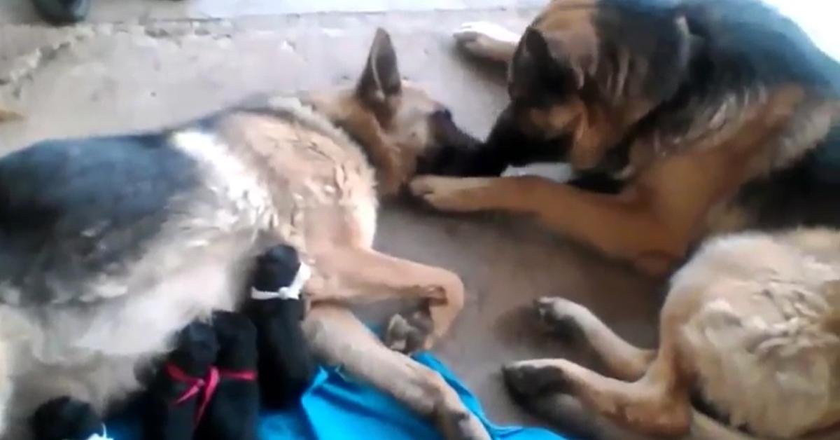 Father Dog Lovingly Comforts Soul Mate After Giving Birth to Puppies