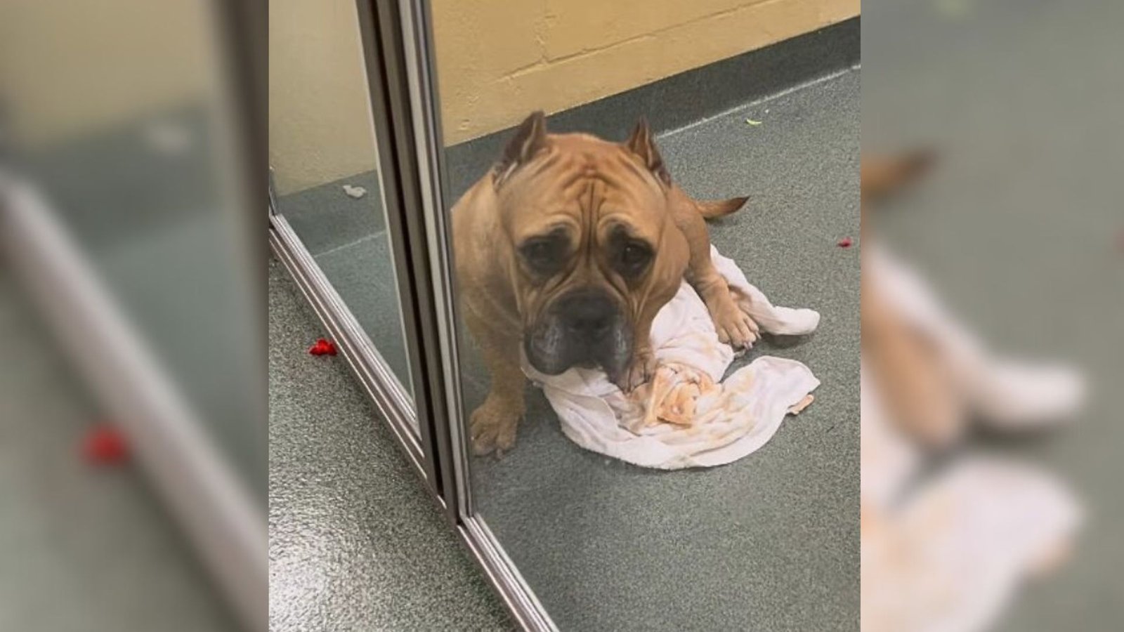 Puppy Heartbroken After Being Surrendered to Shelter by New Owners for ...